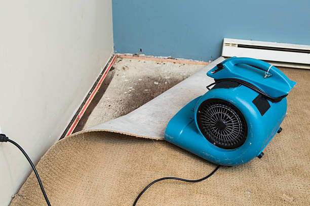 Best Flood damage cleanup  in Basin, WY